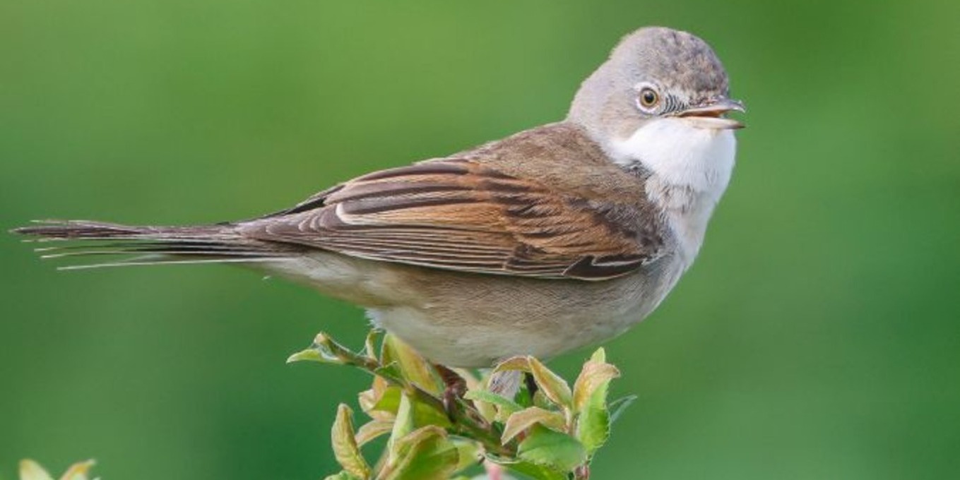 Fauvette grisette
